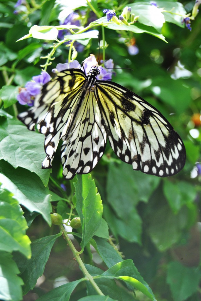 2015-6-9 Butterfly Pavilion6