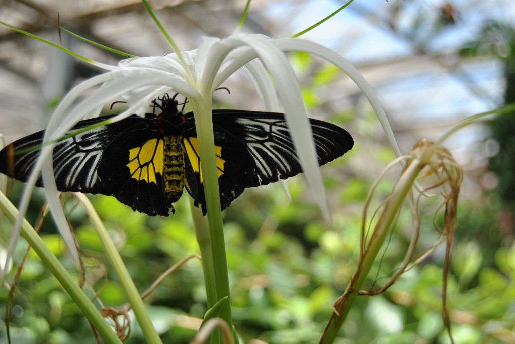 2015-6-9 Butterfly Pavilion8