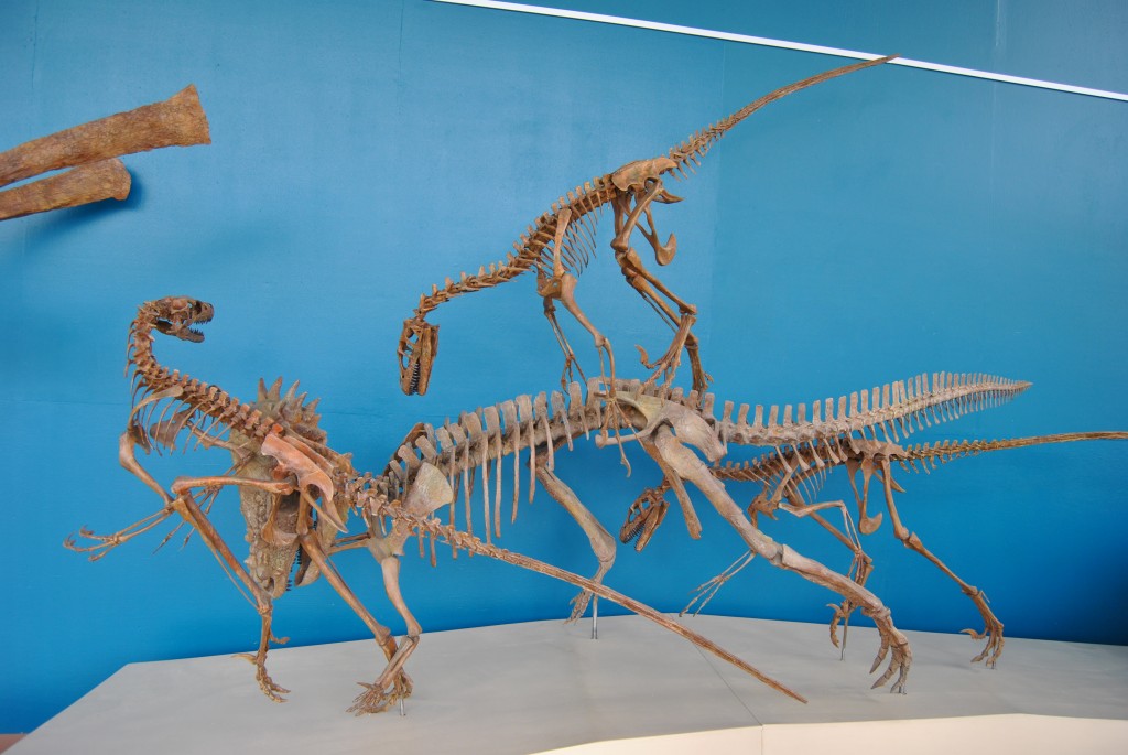 2015-8-13 Dinosaur Resource Museum16